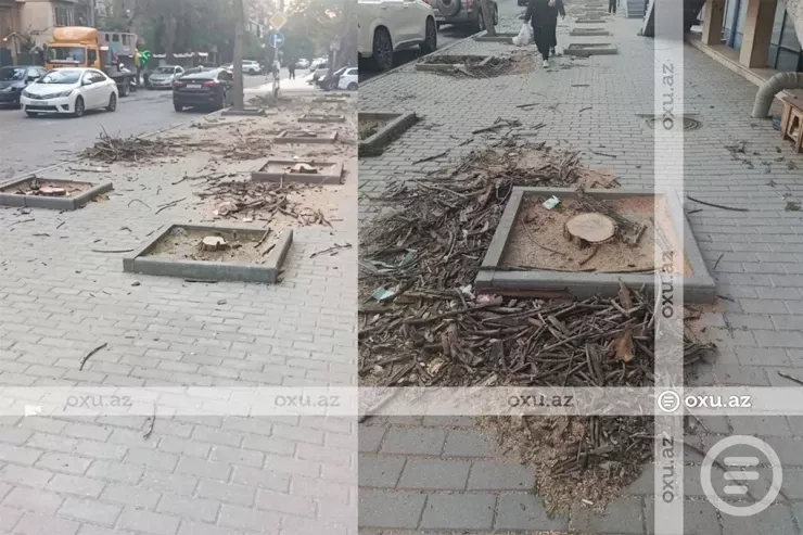 Nərimanovda ağaclar kütləvi şəkildə məhv edildi - VİDEO 