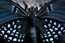 Problemlərin qaranlığından  "uçmaq" üzrə olan   BÜRCLƏR