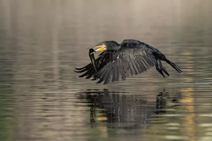 "Qara Ölüm"   - Niyə insanlar bu quşun cəhənnəmdən  gəldiyini düşünürlər?