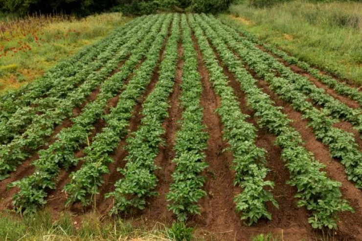 Heç vaxt kartofu  burada əkməyin - bütün məhsulu itirəcəksiniz 