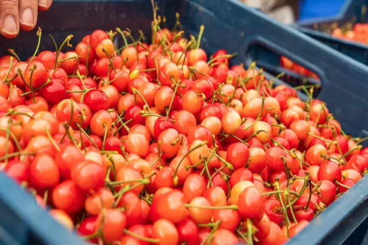 Mövsümün ilk   gilası 30 minə  satıldı