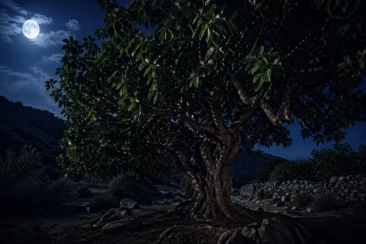 Gecə əncir ağacının altında  niyə dayanmaq olmaz? -  Xalq inancı  