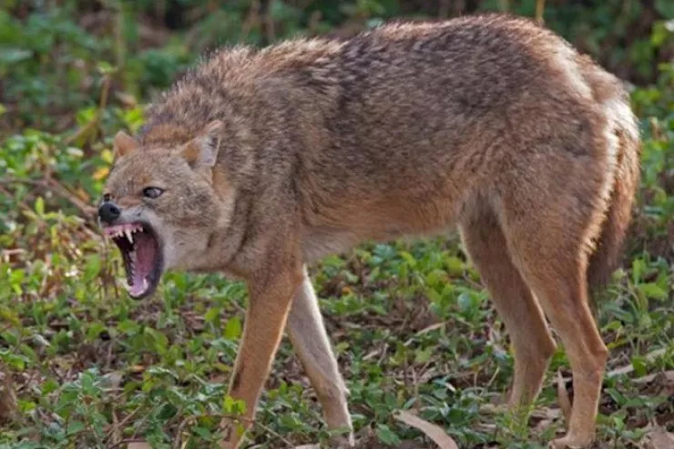 Ucarda çaqqal   kəndə hücum edib 3 nəfəri   yaraladı