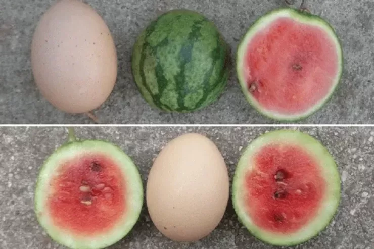 Yumurta boyda  qeyri-adi qarpız