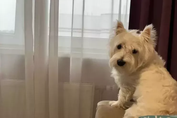 İtlər insan danışığını  anlayırlarmı?