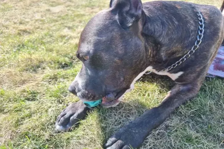 Tarixdə yaşamış ən böyük it 