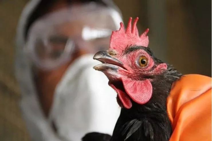 Azərbaycanda quş qripi  yayılıb?
