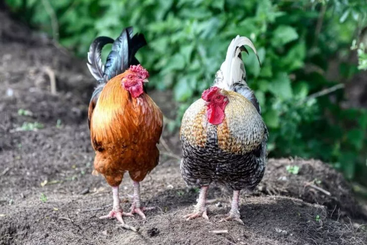 "Polkovnik" ləqəbli xoruza banlamaq QADAĞASI:  600 nəfər petisiyaya  qoşuldu