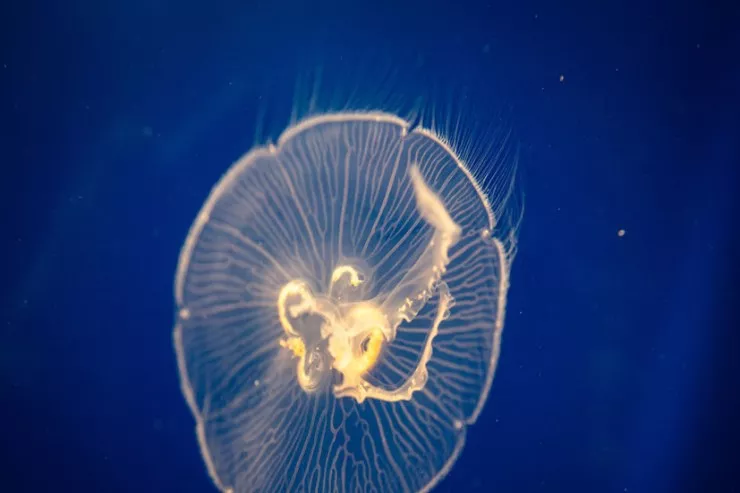 Argentina avtobus ölçüsündə  nəhəng meduza aşkarlandı