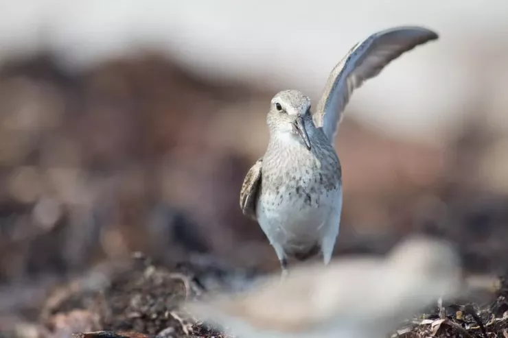 Dünyada 13 min kilometrdən çox məsafəni dayanmadan uça bilən  quş