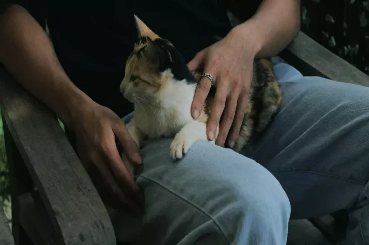 Niyə yatmazdan əvvəl pişiyi sığallamaq  lazımdır?