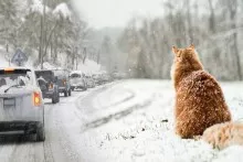Bakıda arabir güclü külək  əsəcək, bu yerlərə qar yağacaq  - Sabahın havası 