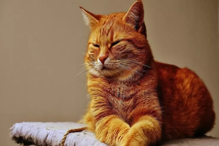 Sarı pişiklərin xüsusi və bənzərsiz  olmasının SƏBƏBİ 