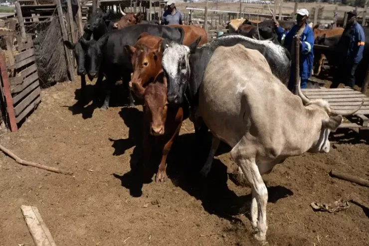 Dabaq xəstəliyi sürətlə yayılır - Fövqəladə vəziyyət elan olundu 