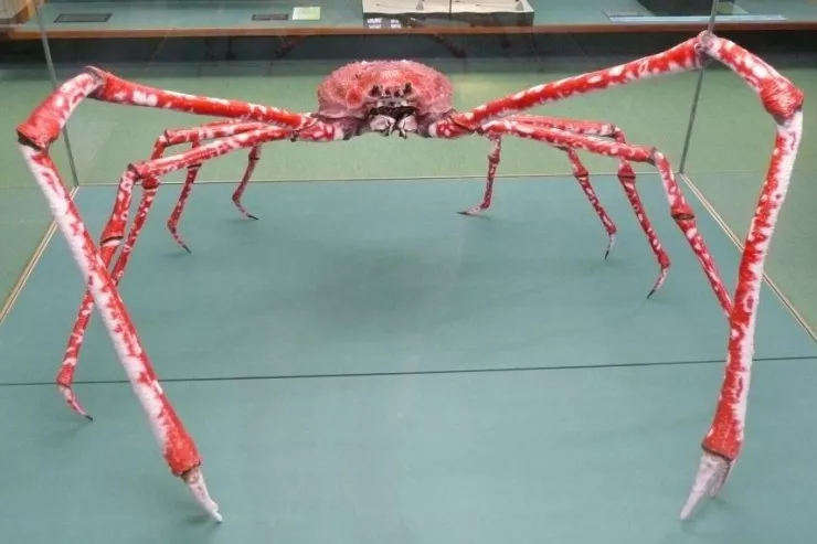 Dünyanın ən böyük  xərçəngi - Avtomobil ölçüsündə 