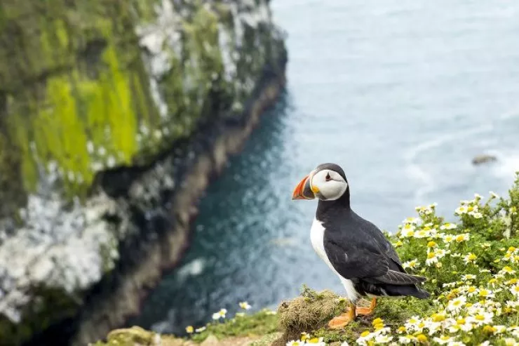Bu qeyr-adi adada pulsuz yaşamaq  imkanı