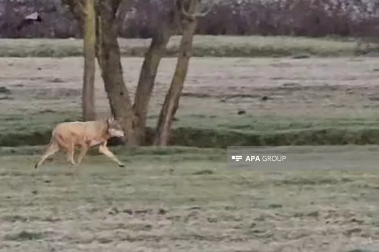 Lənkəran və Masallıda DƏHŞƏT   - Canavarlar kəndlərə hücum çəkdi