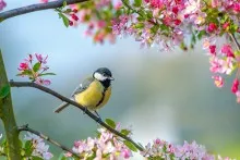 Azərbaycanda 19 dərəcə isti - GÜNÜN HAVASI 