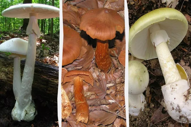 Dünyanın ən zəhərli 9 göbələyi -FOTO 