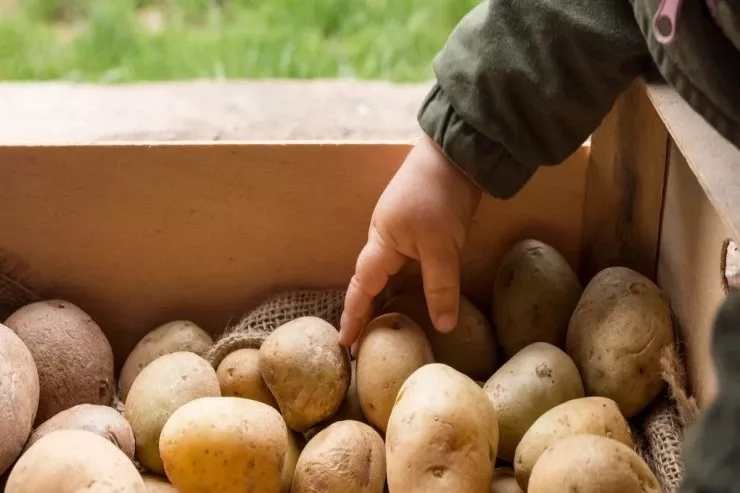 Bu kartofları  yeməyin - Xəstəxanalıq olarsınız 