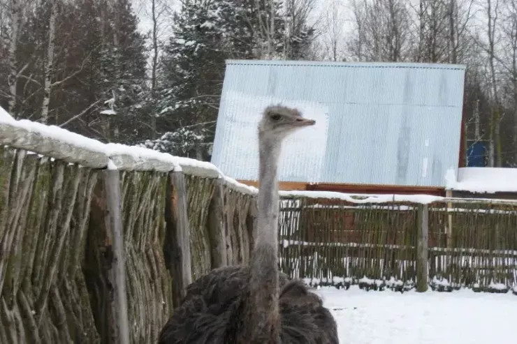 Dəvəquşu niyə başını qumda gizlədir? - Maraqlı CAVAB 