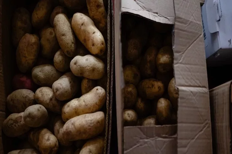 Bu kartofları yeməyin  - Sağlamlığınız təhlükədə