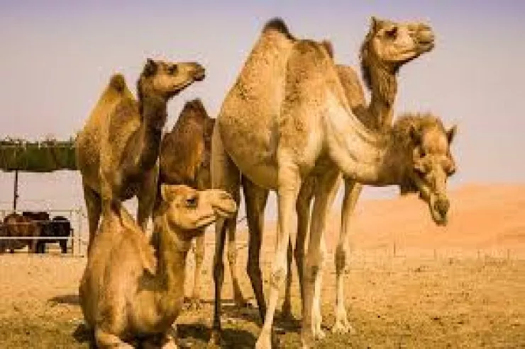 20 dəvə botoks səbəbindən  gözəllik müsabiqəsinə buraxılmadı 