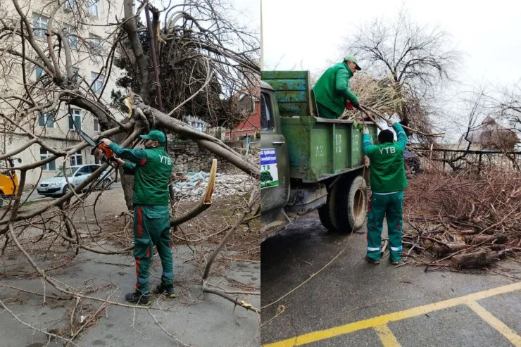 Güclü külək  Bakıda 10-a yaxın ağacı qırdı - FOTO 