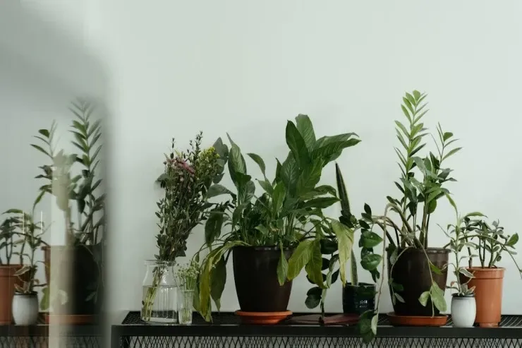 Evi pis qüvvələrdən,  yoxsulluqdan və xəstəliklərdən  qoruyan 5 bitki 