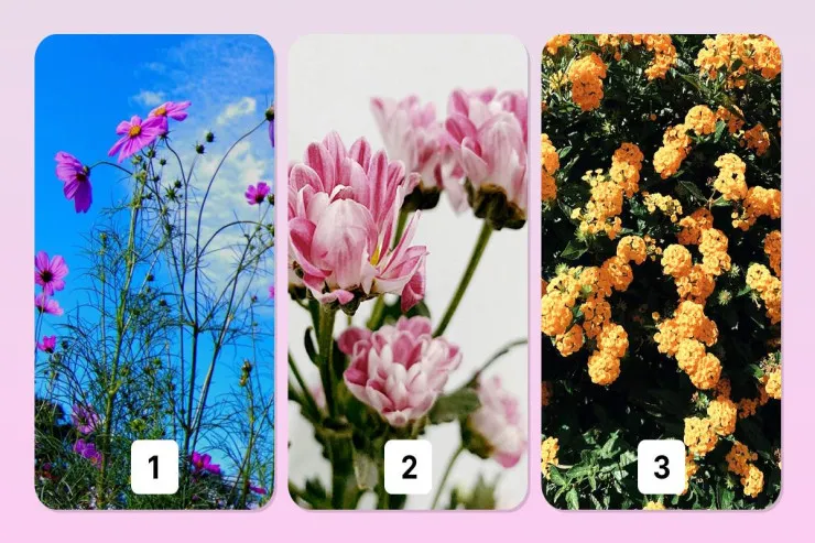 Çiçəyinizə əsaslanan TEST:  əsas istedadınız sizə nəyi yaxşı etdiyinizi  göstərəcək