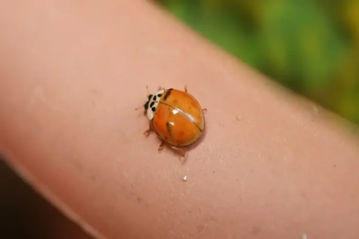 Bu dörd tarixdən birində doğulmusunuzsa...  həyatda uğurlusunuz 