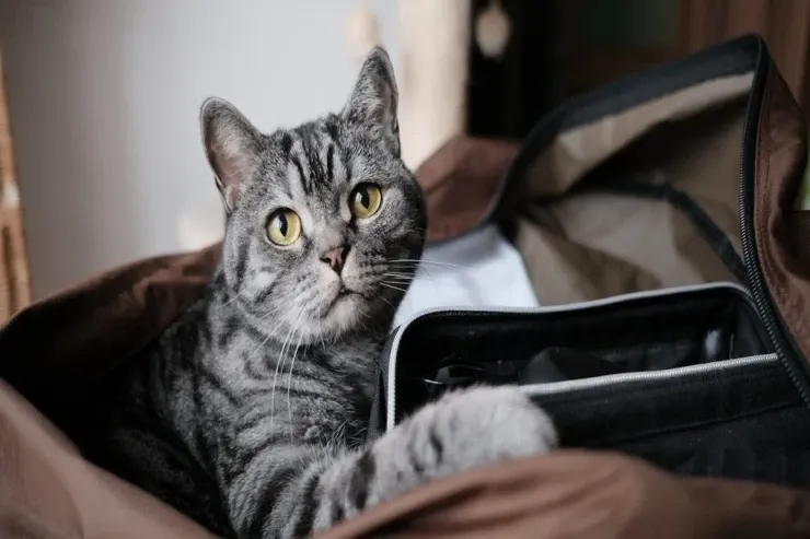 Pişiklər  niyə tozsoran və fen səsindən panikaya düşür?