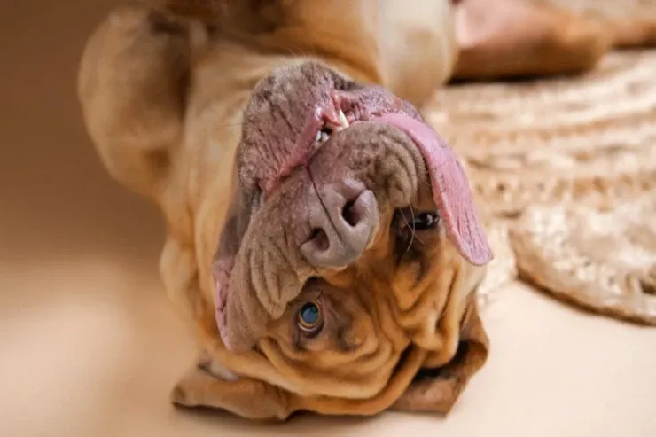 Dünyada ən uzun dili  olan it