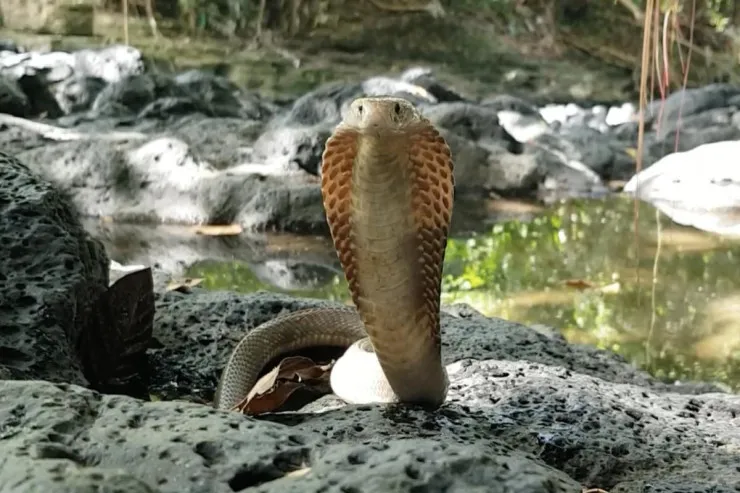 Bu ilanlar insanı sancmadan  belə kor edə  bilər: Bu, necə mümkündür 