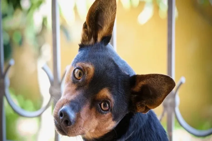 Doğrudanmı itlər insan dilini   anlayır?