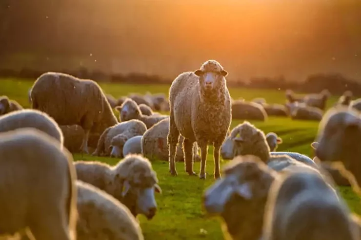 Üç sakini olan bir ada qapılarını mövsümi işçilərə  açır