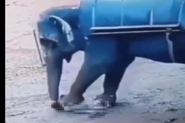 Fil 22 nəfəri əzib öldürdü,  heç kəs tuta bilmir