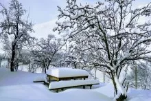 Zaqatalaya yarım metrə yaxın qar yağdı - GÜNÜN HAVASI 