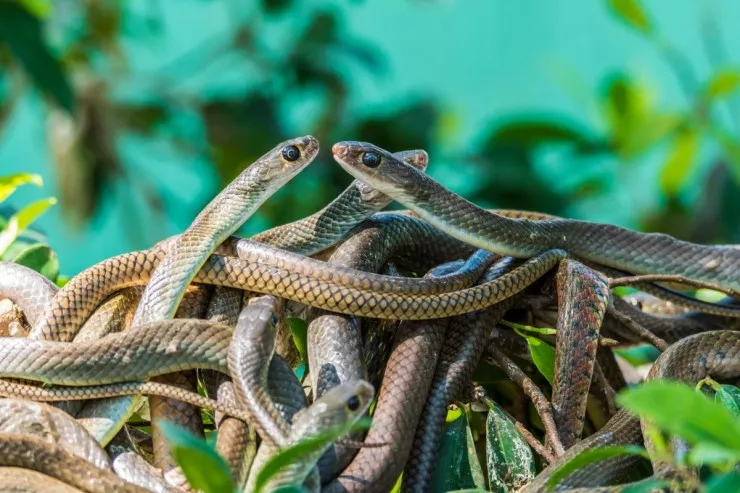 Qışın ortasında yüzlərlə ilan ölümcül zəlzələ hiss edib  oyandı