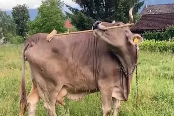 Özünü süpürgə və çubuqla qaşıyan inək  gündəm oldu