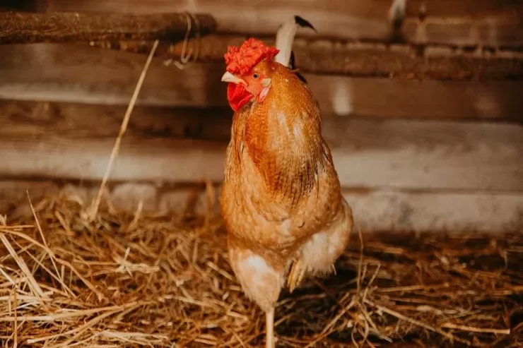 Bunu hinə qoyun — Toyuqlar üşüməyəcək və yumurtlayacaq 