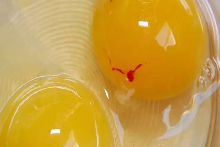 Sarısında qırmızı ləkə  olan yumurta yemək olarmı?