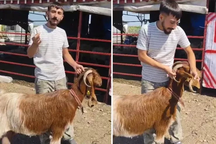 Qulağından buynuz çıxan keçi  görənləri heyrətləndirdi - VİDEO 