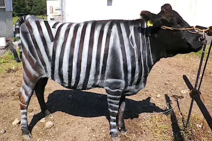 İnəkləri milçəklərdən qorumaq üçün  zebra kimi boyadılar -  VİDEO 