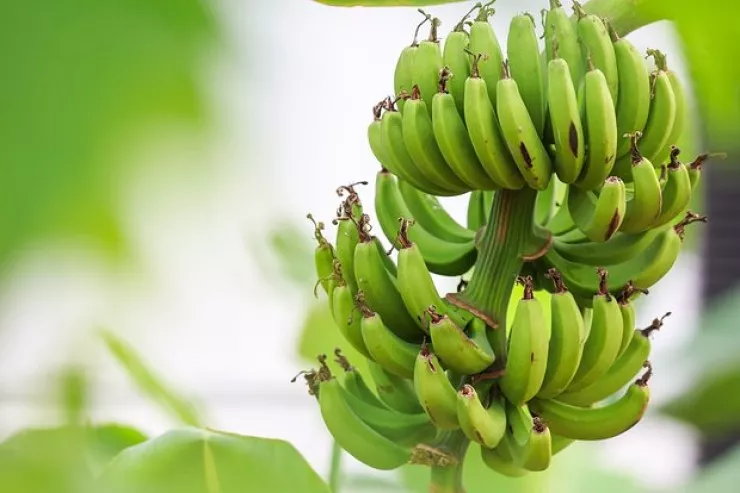 Dondurma dadında banan 