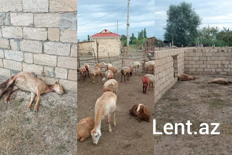 Sabirabadda canavarlar təsərrüfatlara hücum edib - FOTO 