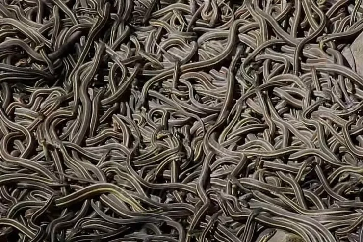 Yazda on minlərlə ilan  bir anda yerin altından çıxır 