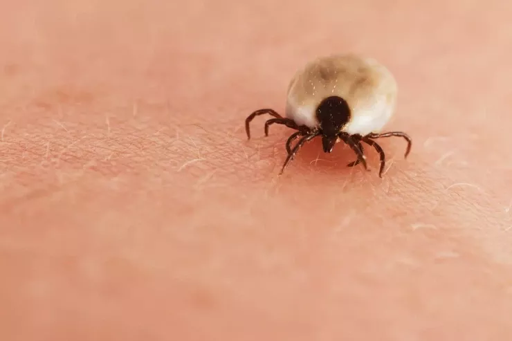 Nə peyvəndi  var, nə də müalicəsi:  Yeni ölümcül  virus
