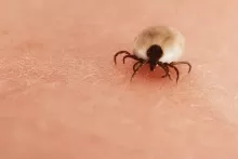 Nə peyvəndi  var, nə də müalicəsi:  Yeni ölümcül  virus