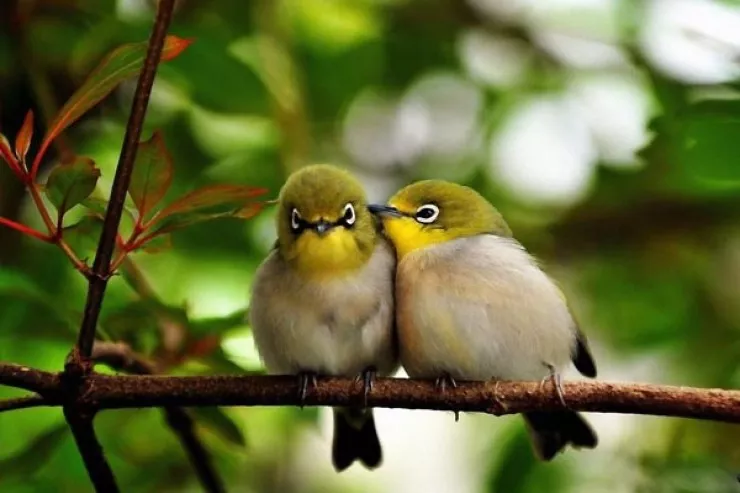 Quşların səsi, təbiətdə gəzinti stressi  necə azaldır? - ARAŞDIRMA 